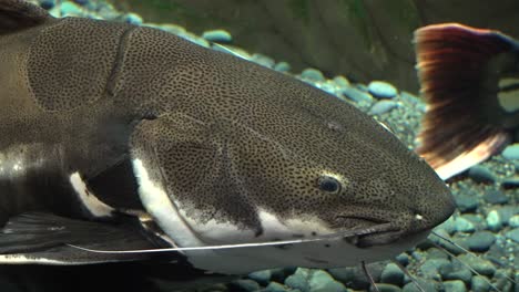 redtail catfish phraclocephalus hemioliopterus resting on the bottom of illuminated aquarium danuri aquarium danyang city korea