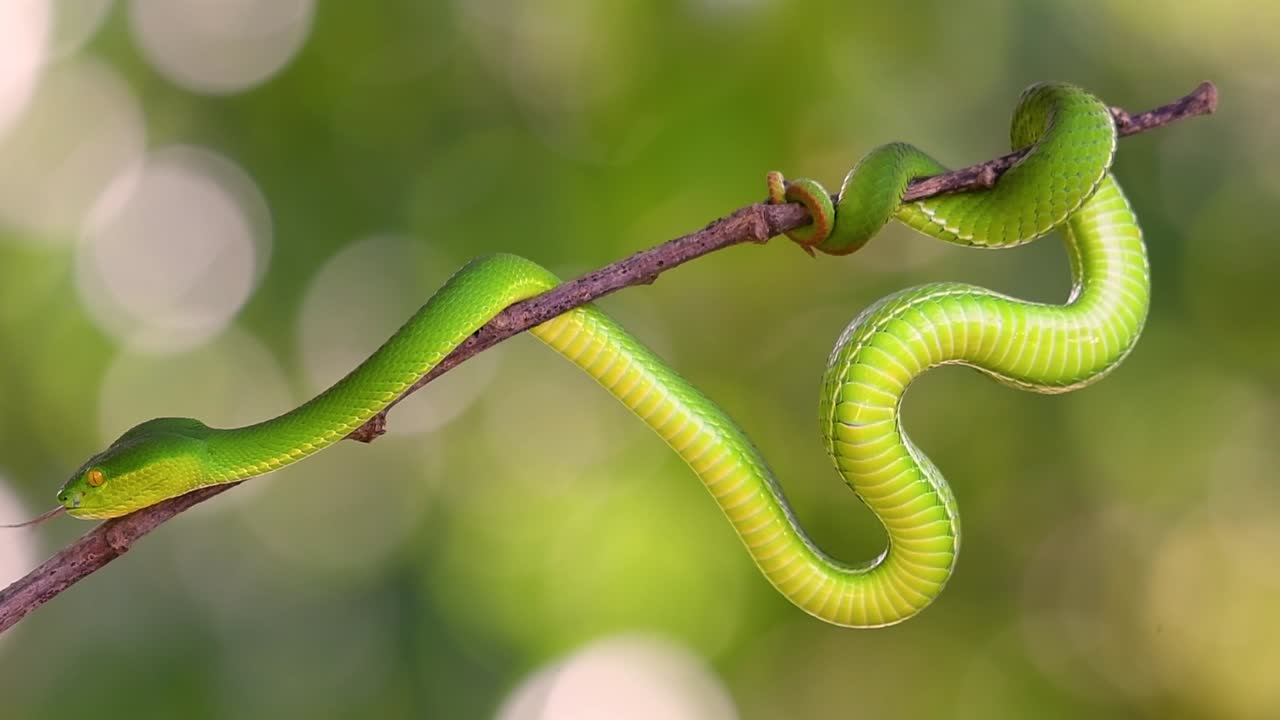 белощекая питвипер - ядовитая питвипер, эндемик юго-восточной азии, часто встречается ночью, поджидая на ветке или сучьях дерева вблизи водоема с большим количеством пищи.
