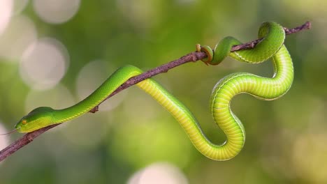 la víbora de labios blancos es una víbora venenosa endémica del sudeste asiático y a menudo se encuentra durante la noche esperando en una rama o rama de un árbol cerca de un cuerpo de agua con muchos alimentos