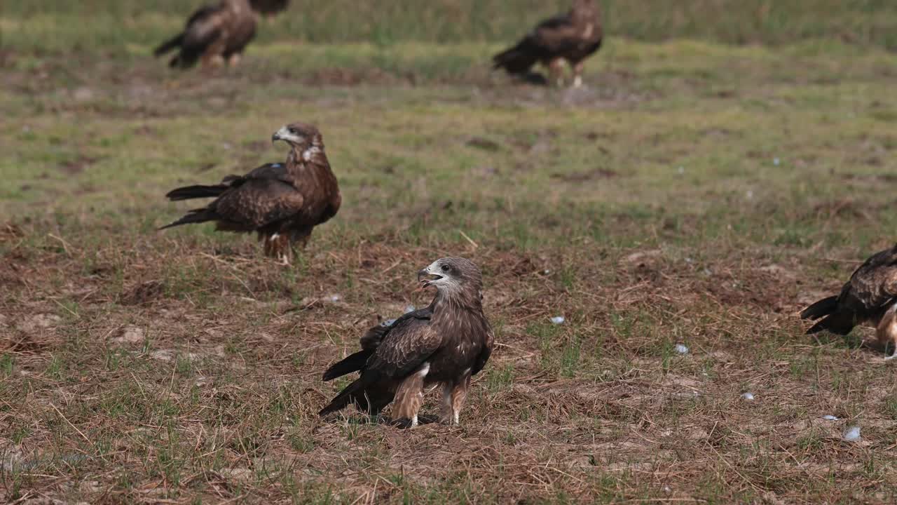 volando en forma el lado izquierdo del marco y aterrizando en el campo, estas cometas de orejas negras milvus lineatus se reunieron en este lugar para descansar mientras esperan que el sol se ponga
