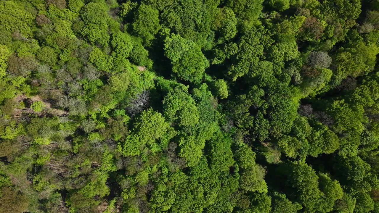 Una amplia vista aérea muestra un vibrante dosel forestal verde, destacando el denso follaje y la apariencia saludable del exuberante ecosistema