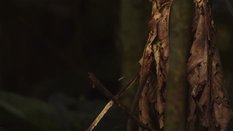 One giant damselfly fluttering through the thick, dark undergrowth rainforest of Peru.