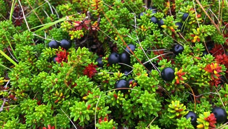 brightly colored crowberries during late summer in iceland