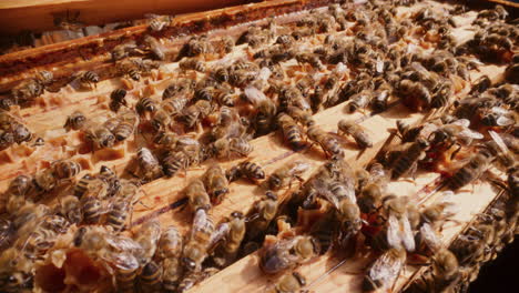 Bienen-Arbeiten-Im-Bienenstock-Und-Produzieren-Honig