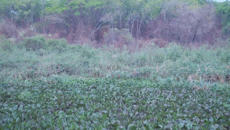 young jaguar walking inside the bush in pantanal after its mother