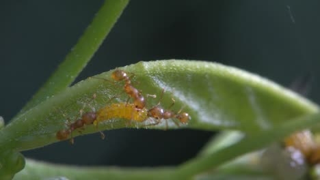 Ants-attack-a-baby-zebra-caterpillar-on-a-tree-branch-in-the-rainforest