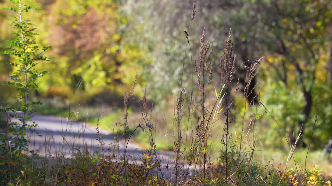 Autumn plants and tall grasses swaying near a forest pathway.,