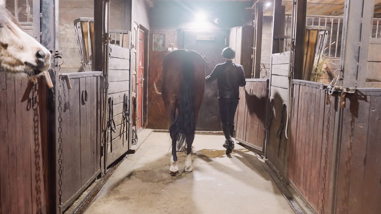 Stable aisle walk with horse handler, person leading bay horse between stalls under overhead light, wooden stall doors, hay glimpses, coordinated stride and calm pacing, training session emphasizing