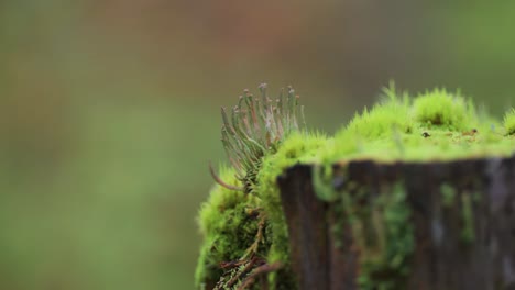 miniature hair-like mushrooms grow on the decaying moss-covered tree stump