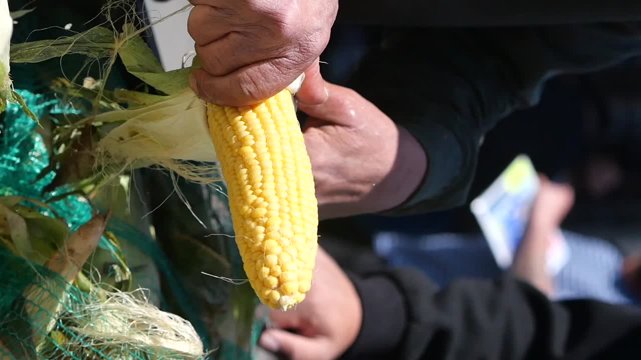 Farmer preparing corn