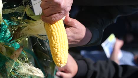 farmer preparing corn