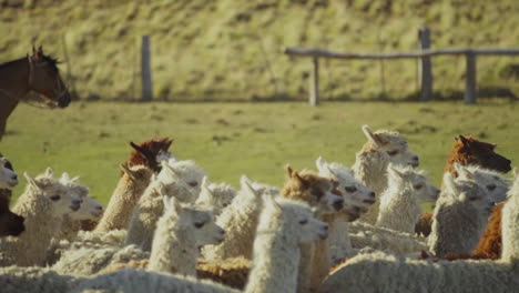 A-horse-collects-a-herd-of-alpaca