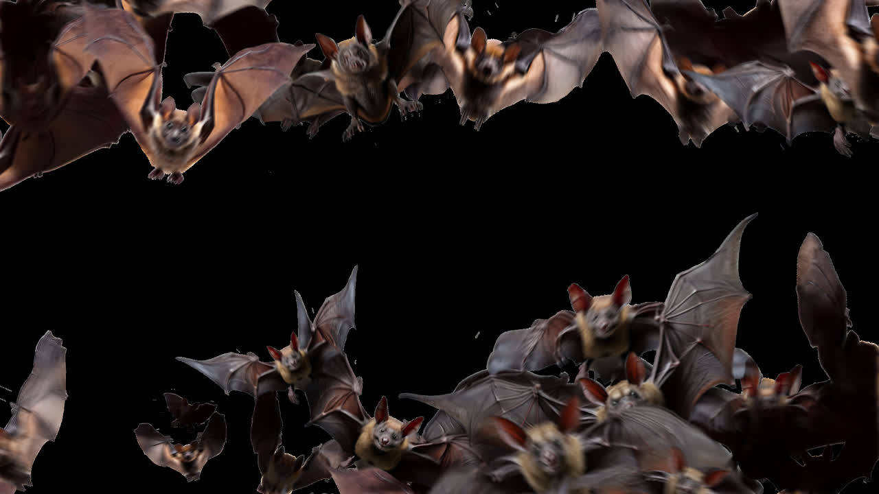 Bats Flying Towards Screen Halloween Transition Reveal with Alpha Transparency