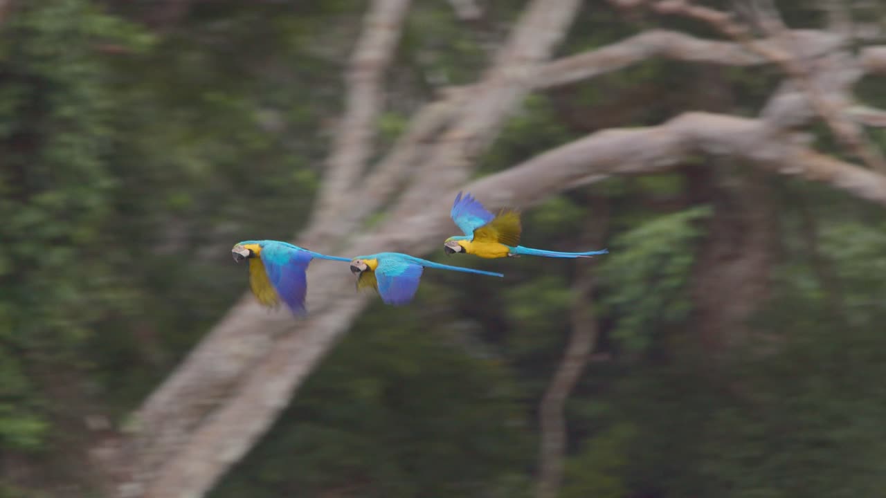 Three Blue and Yellow Macaws flying in Tambopata National Reserve. Close up.