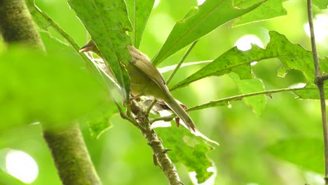 clay colored thrush perched on branch in costa rica. locked off