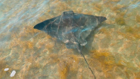 experience a mesmerizing top-down view of a graceful stingray, elegantly gliding through crystal-clear waters