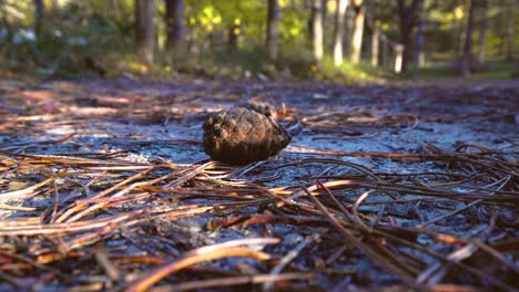 Statischer-Schuss-Von-Natürlichem-Tannenzapfen-Auf-Frostigem-Boden-Im-Wilden-Wald,-Insel-Texel,-Niederlande