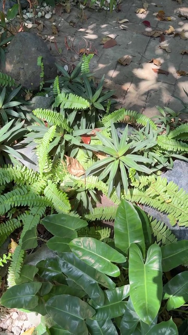 Pakis Hijau Rimbun dan Tanaman Tropis di Taman