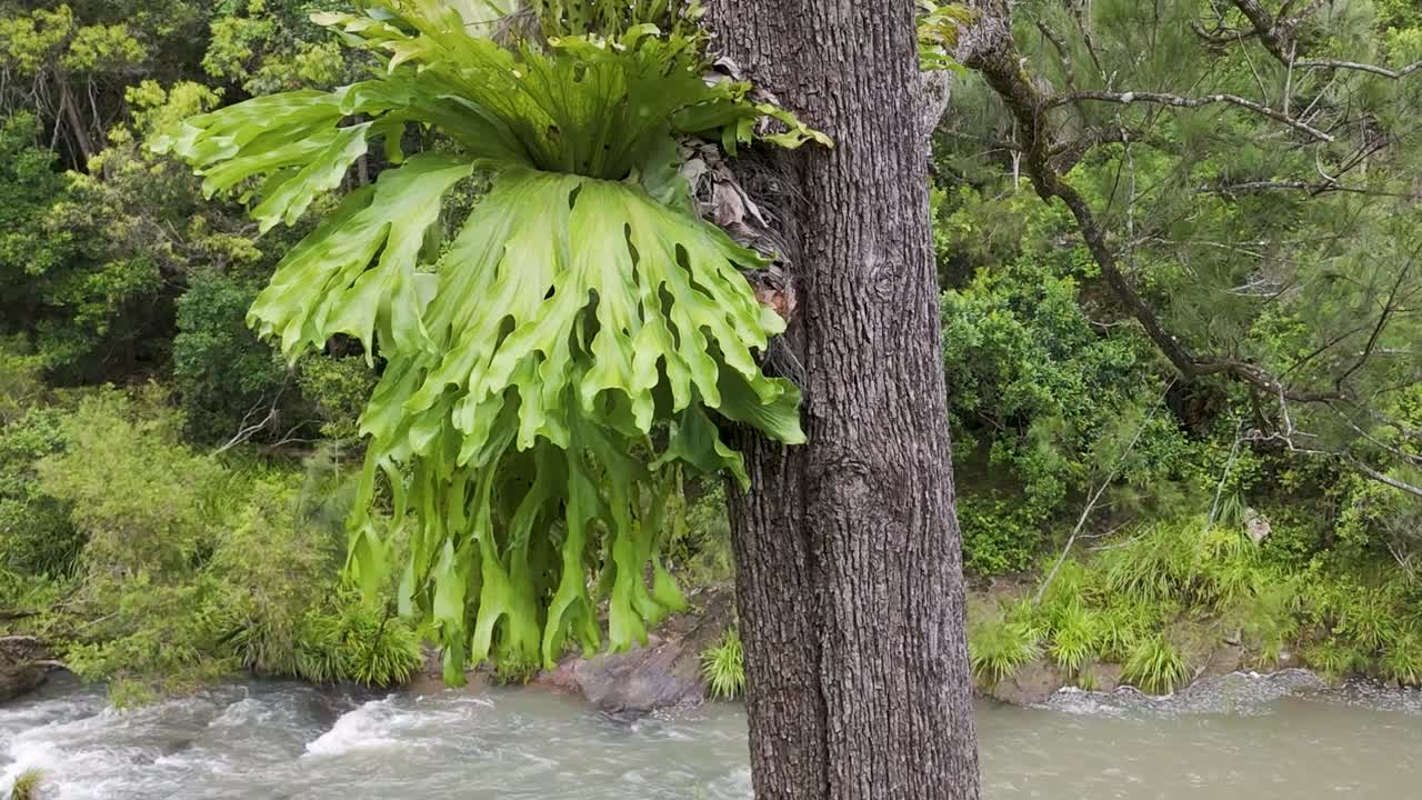 A vibrant epiphyte fern grows on a tree trunk overlooking a calm riverbank in a lush forest setting.