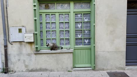 cat sits on a windowsill of a small apartment in france in a village with a small window and a door in the sun