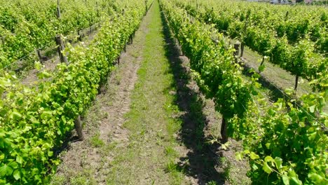 vineyards wine region field of vineyards grapes vine on a plantation aerial view