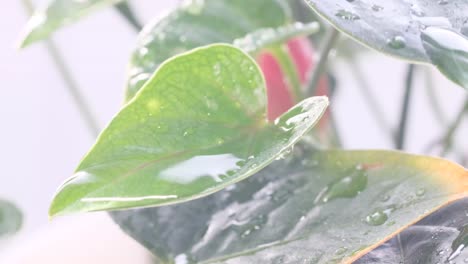 falling drops of water on a beautiful green indoor plant falling drops of water on a beautiful green indoor plant spraying and moistening of indoor flower plants