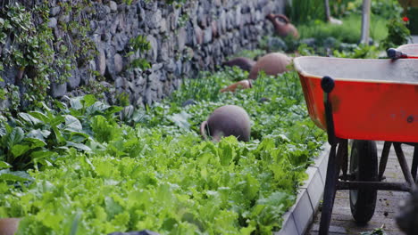 jardín con lechuga, ánforas antiguas y carretillas junto al muro de piedra
