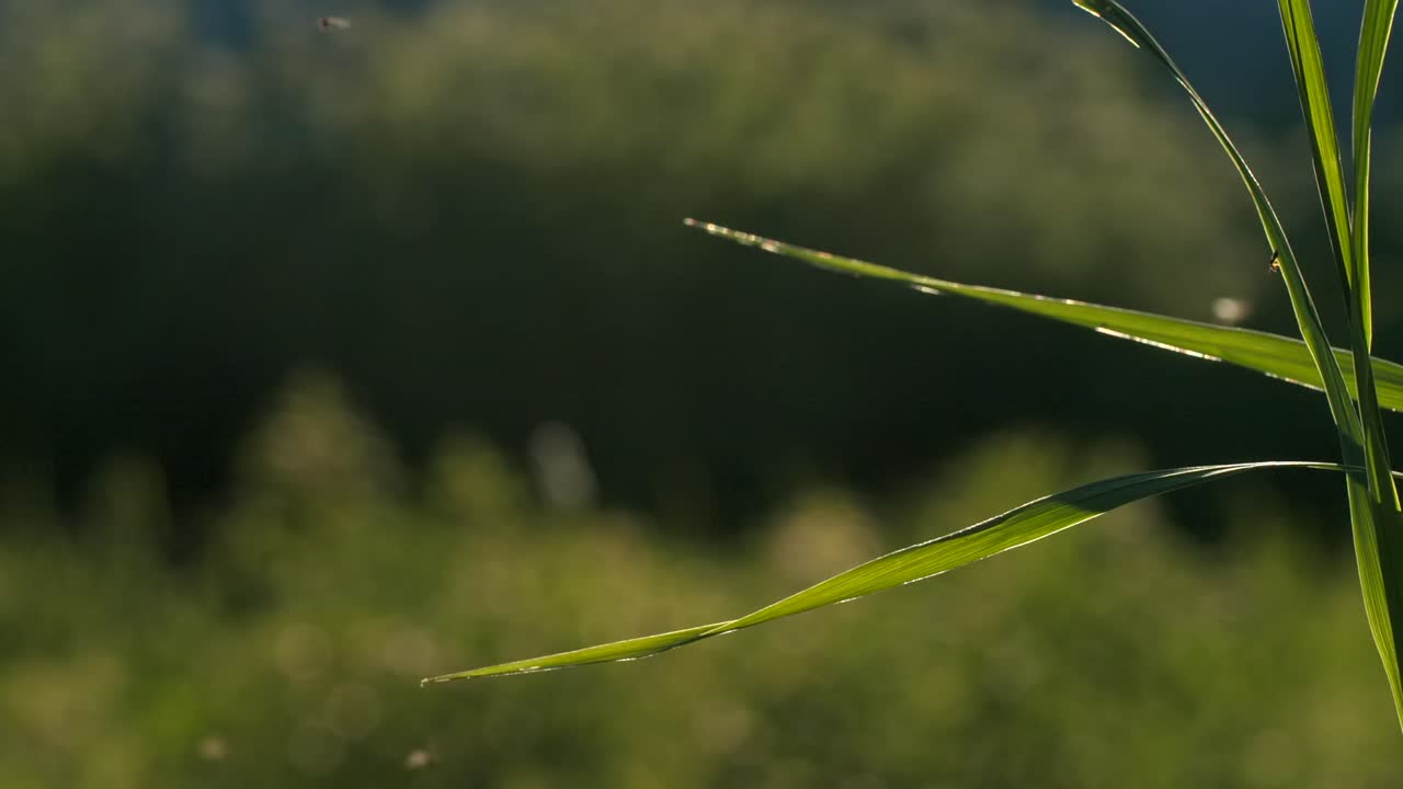 빛 에 있는 초록색 풀 잎