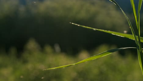hojas de hierba verde a la luz del sol
