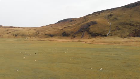 Flock-of-sheep-grazing-in-pasture-fields-below-mountainside-in-Iceland