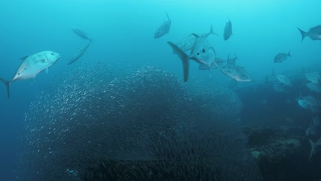 groups of large predatory fish prey on schools of smaller fish swarming around a recently sunken ship wreck to provide an artificial reef for scuba divers to explore