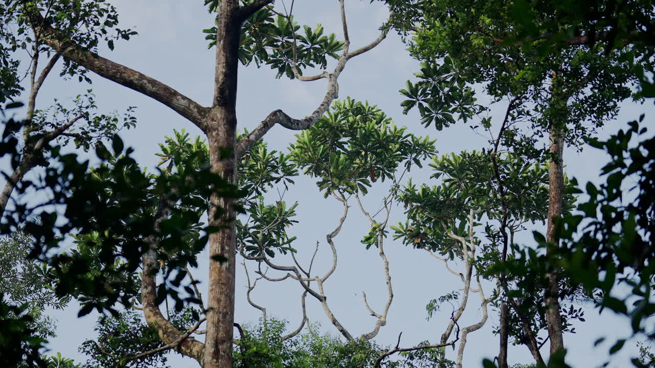 Tropical Forest Canopy