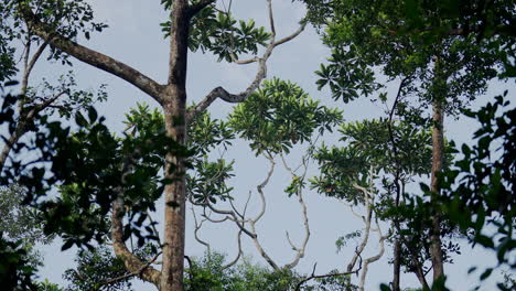 tropical forest canopy