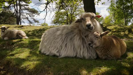 sheep grazing and ruminate on a heather