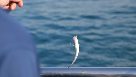 fishing catch