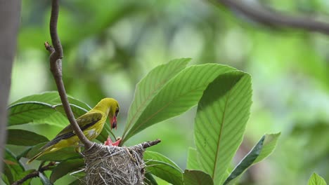 Eurasian-golden-oriole-feeding-chicks