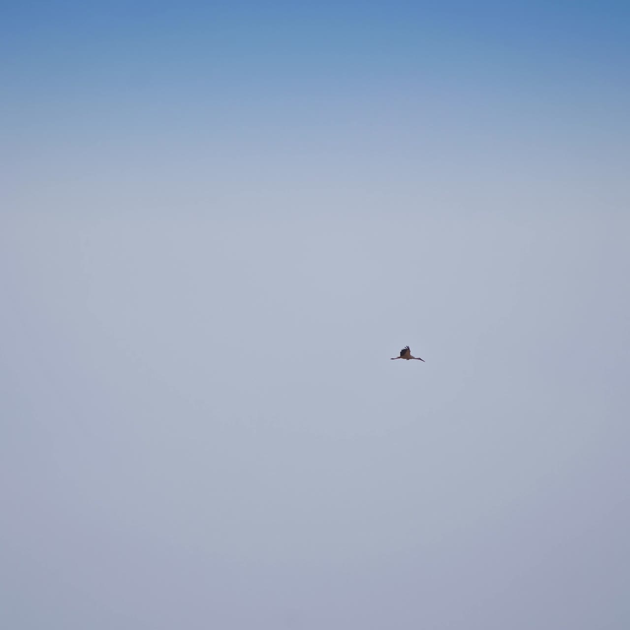 Beautiful stork flying in the blue sky. Wild stork soaring in the air. Large white stork flies in blue sunny sky