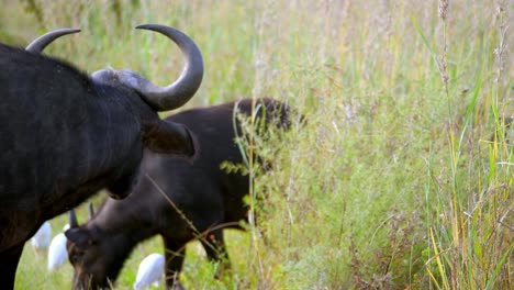 Static-shot-Black-Buffalo-chews-in-the-grass-accompanied-by-white-egrets