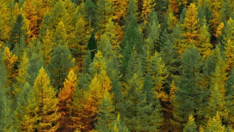 dense forest with autumn larch trees and evergreens