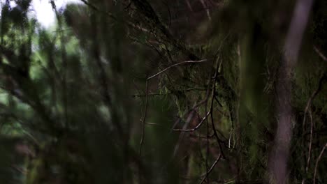 Close-up-of-the-ferns-growing-around-the-sticks-and-the-tree-trunk