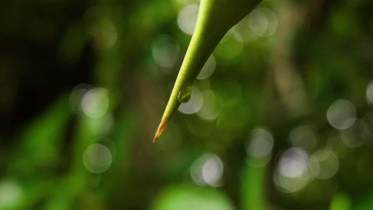 Close-up of a water droplet hanging off a leaf