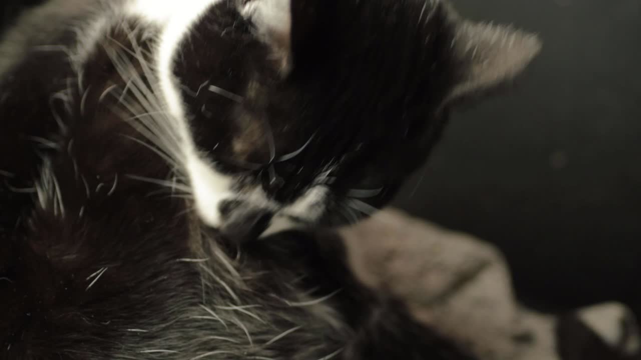 Black and white cat grooming and washing close up shot