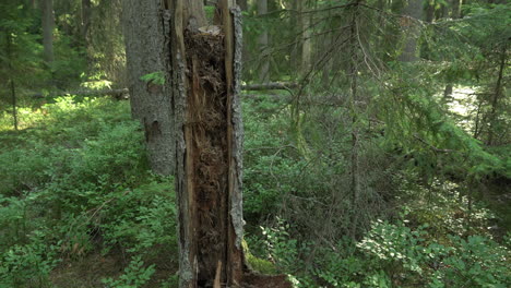 ancient mixed forest