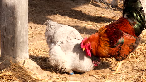 two chickens in a coop
