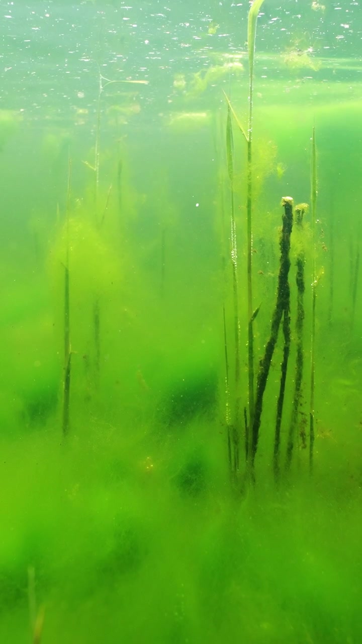 Alghe verdi vibranti e piante acquatiche ondeggiano dolcemente sott'acqua, creando una scena serena e naturale. Ideale per documentari naturalistici o contenuti educativi.