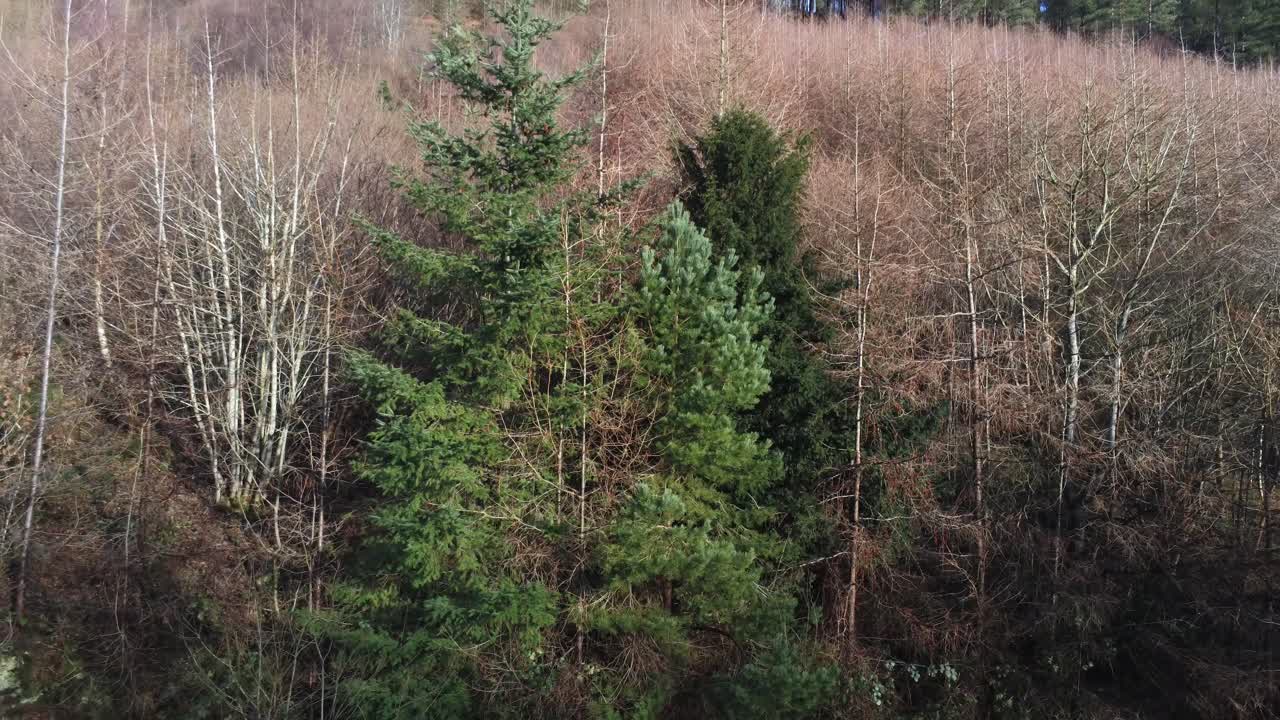Coed Llangwyfan Winter woodland national park aerial view rising above treetop mountain countryside