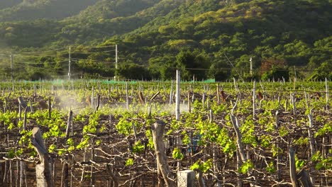 trabajador del viñedo rocía manualmente las vides con pesticida protector, vietnam