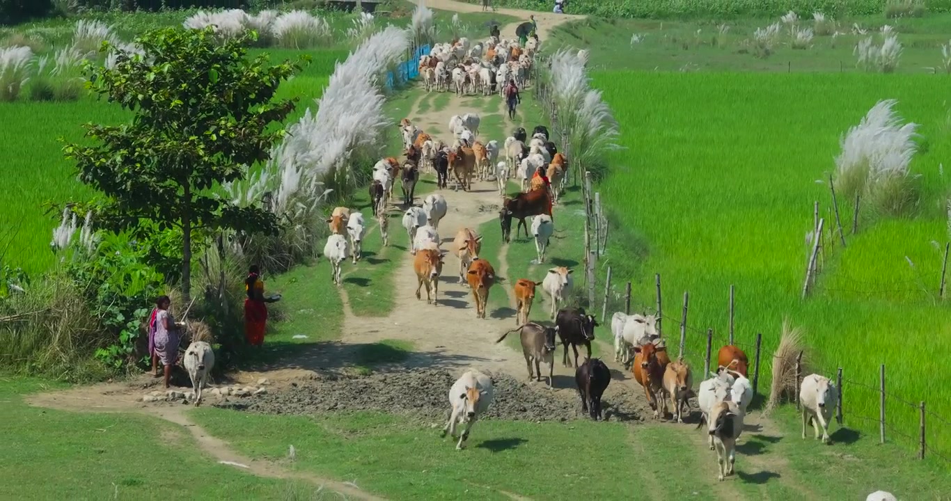 Koshi, Nepal, droneudtræksoptagelse af en stor flok køer, der går langs en grusvej flankeret af frodige grønne marker og hvidt pampasgræs.