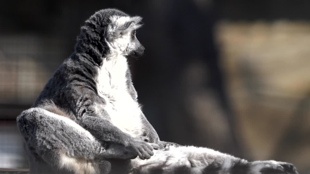 레무르가 앉아서 손바닥을 잡고 있습니다.