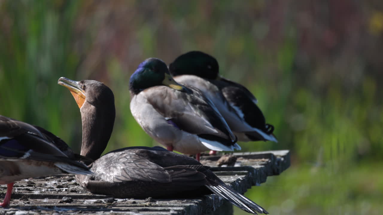 Slow motion North American Double-crested Cormorant sea bird sunning resting on dock throat cooling